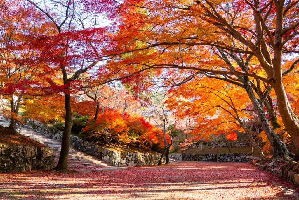 【京都・紅葉期間限定特別OPEN】毘沙門堂 ✕ BAIKAL Café歴史ある寺院で楽しむ、紅葉と洋菓子の特別なコラボレーション 画像 2