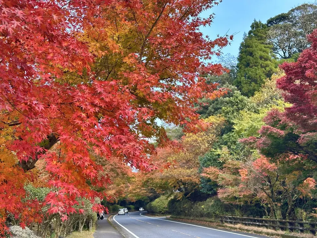 秋の霧島、紅葉スポットを紹介します！ 画像 10