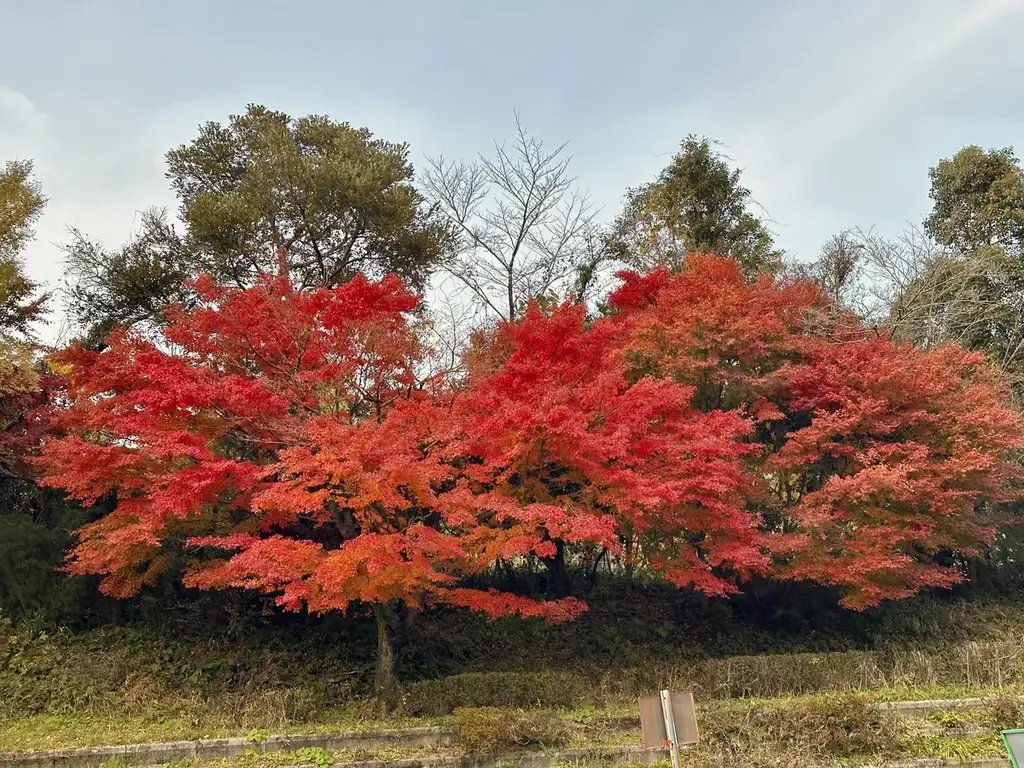 秋の霧島、紅葉スポットを紹介します！ 画像 11