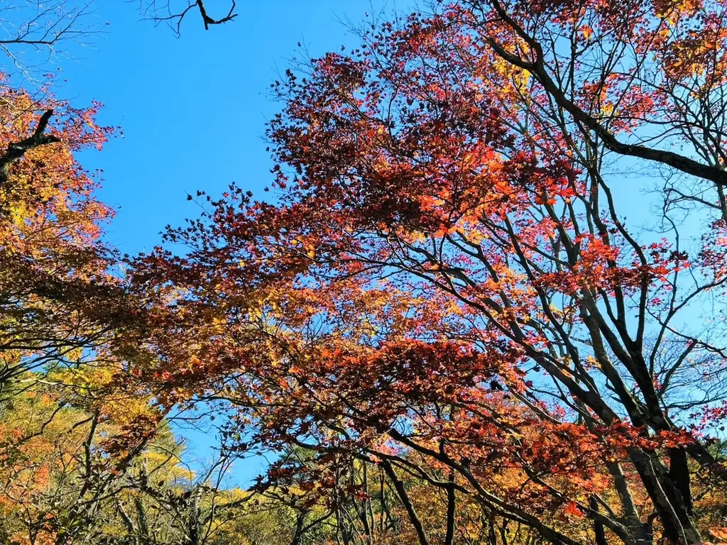 秋の霧島、紅葉スポットを紹介します！ 画像 7