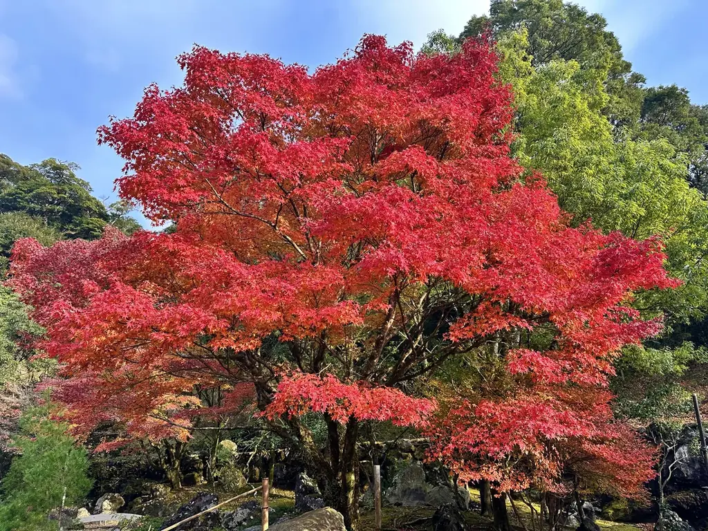 秋の霧島、紅葉スポットを紹介します！ 画像 9