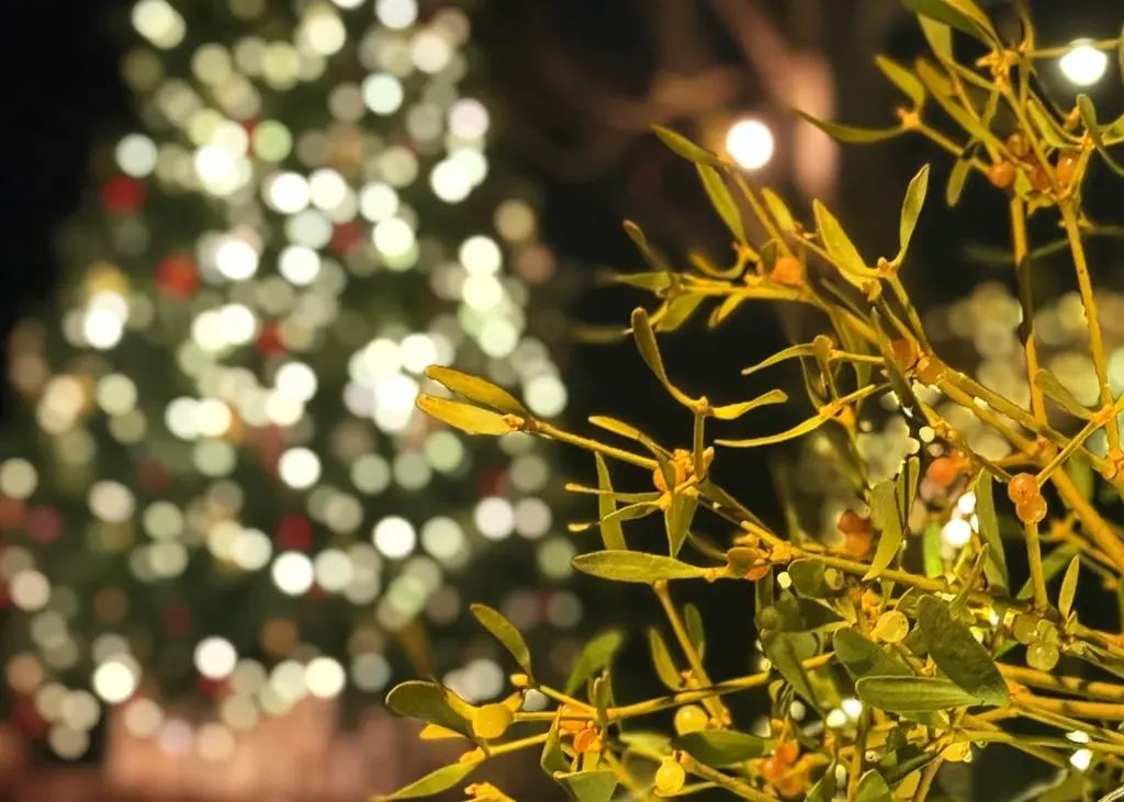 nagano forest villageにて“森が奏でるクリスマス2025～聖なるヤドリギの下で～”クリスマスイベント開催 画像 4