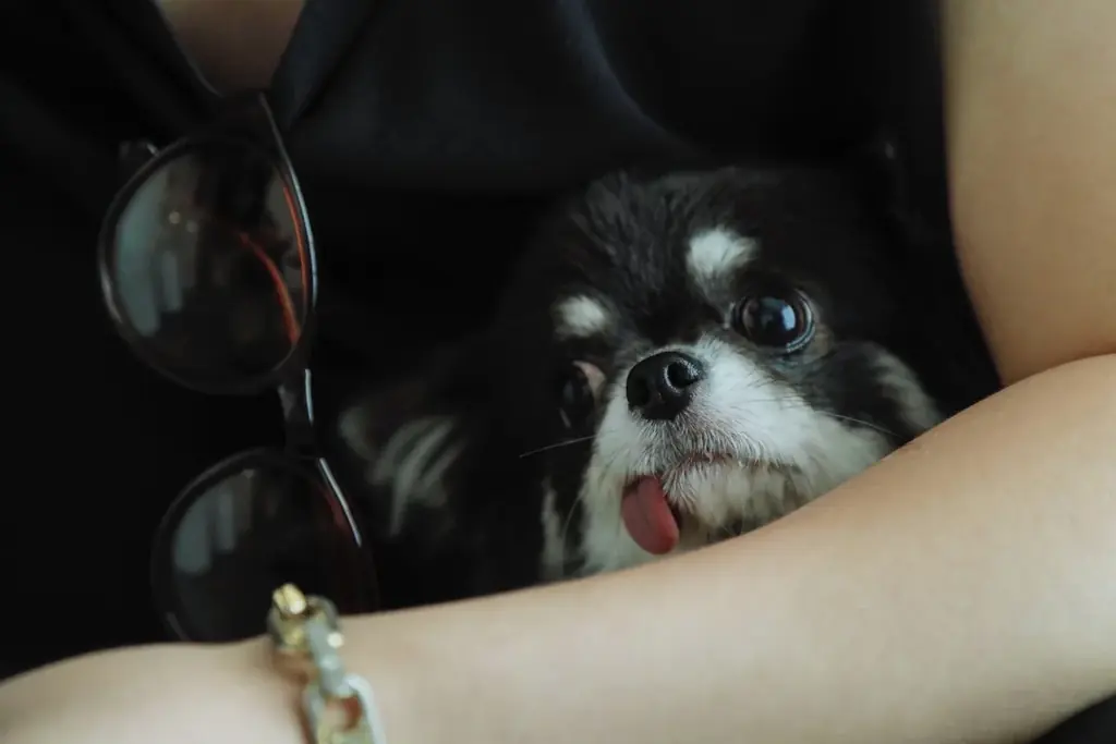 人間用高級干し芋から生まれた犬用ギフト『IMO CELEB（芋セレブ）』が、審査制・招待制にて正式ローンチ 画像 10