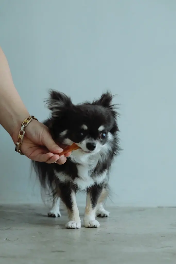 人間用高級干し芋から生まれた犬用ギフト『IMO CELEB（芋セレブ）』が、審査制・招待制にて正式ローンチ 画像 3