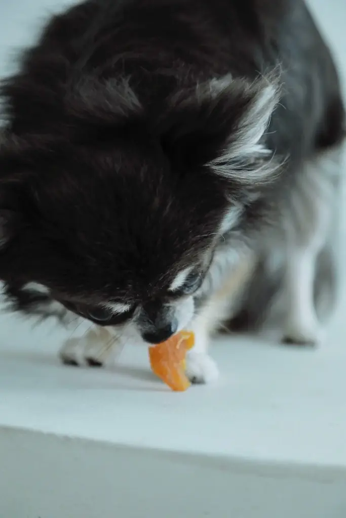 人間用高級干し芋から生まれた犬用ギフト『IMO CELEB（芋セレブ）』が、審査制・招待制にて正式ローンチ 画像 5