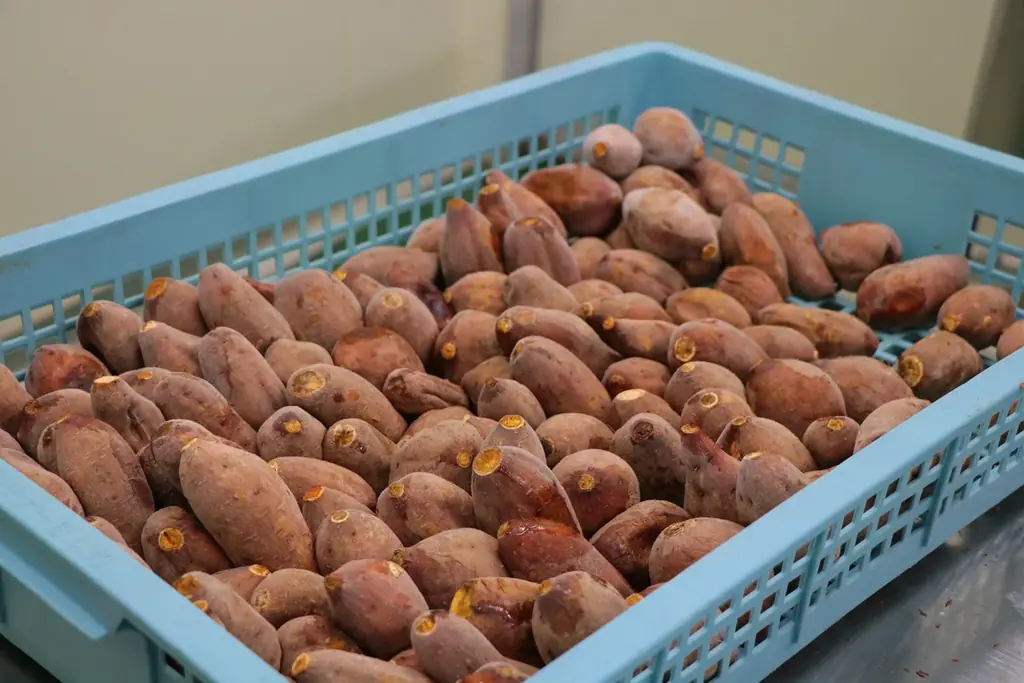 人間用高級干し芋から生まれた犬用ギフト『IMO CELEB（芋セレブ）』が、審査制・招待制にて正式ローンチ 画像 6