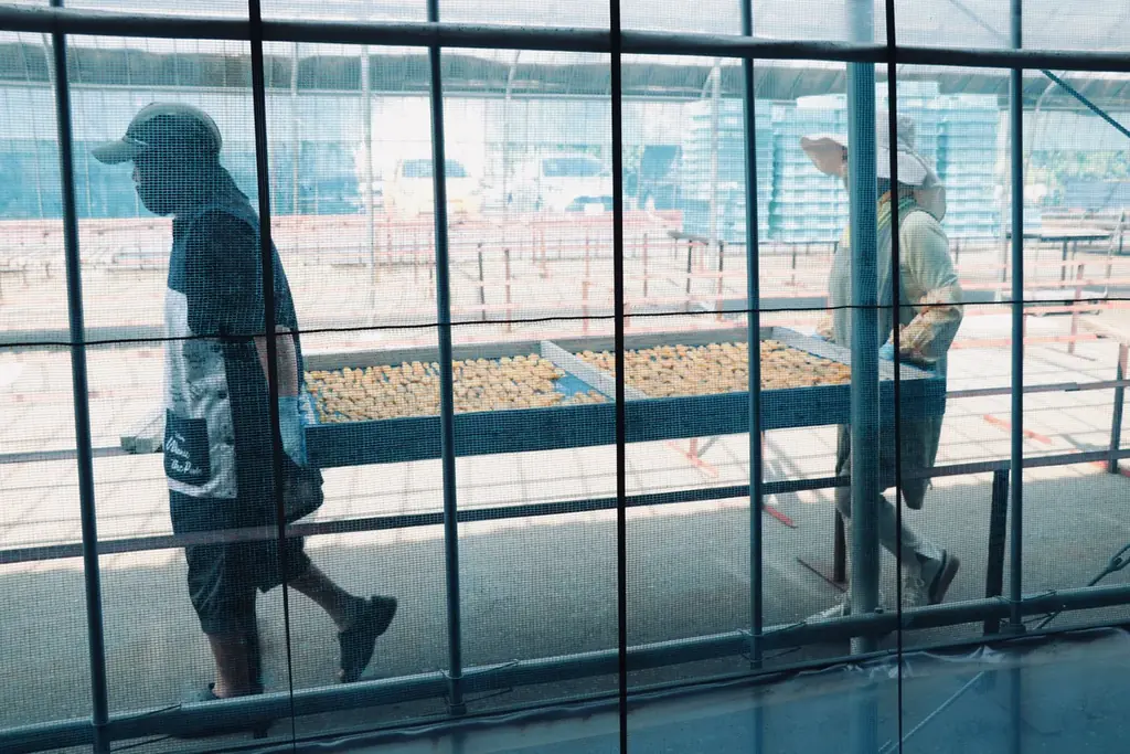 人間用高級干し芋から生まれた犬用ギフト『IMO CELEB（芋セレブ）』が、審査制・招待制にて正式ローンチ 画像 8