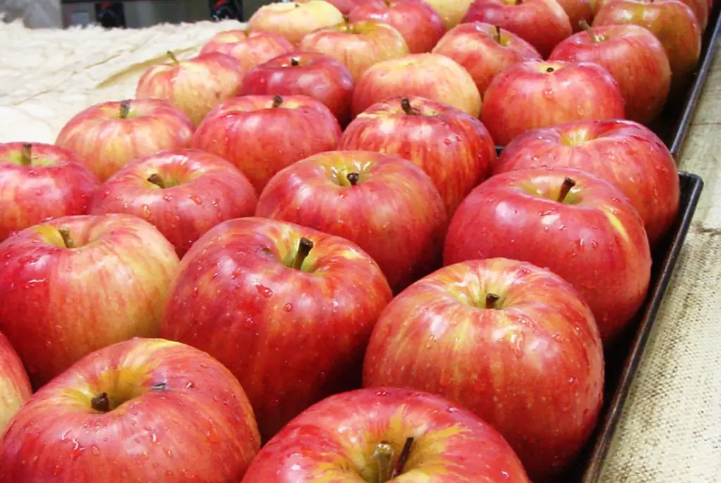 サンクトガーレン、飲むシュトーレンのようなビール「ウィンターフルーツタルトエール」11月27日より冬限定発売。いちじく・りんご・ジンジャー・シナモンの甘くスパイシーな味わい 画像 4