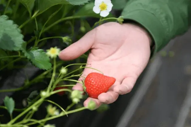旬外れのいちごが糀と出会ったら…! “おいしい循環”広がるアップサイクルドリンク「いちご糀甘酒」が初登場 画像 5