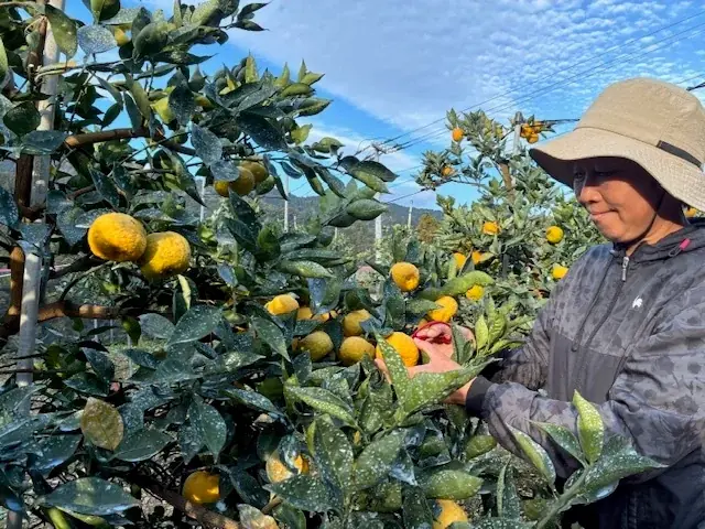 12月1日発売｜阿波すず香のブッセ、徳島発の新スイーツ