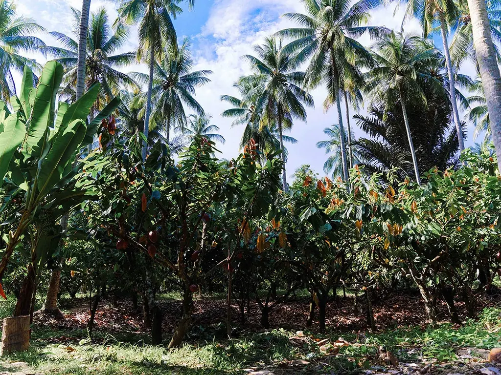 無印良品で季節限定新発売！2025年12月3日より、京都チョコレート専門店「dari K」のライム発酵カカオを使用した爽やかな柑橘の香りが広がるチョコレート。 画像 8