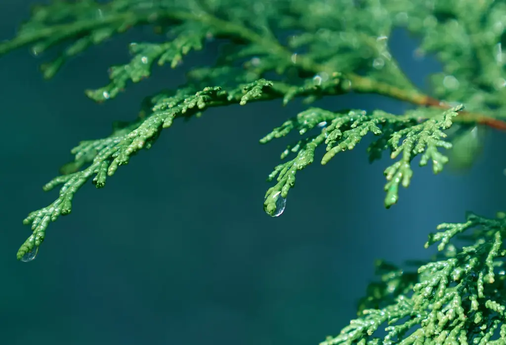 10周年のBOTANISTから、冬の特別な贈り物＜白樺の枝をアップサイクルしたリードディフューザーを抽選で100名様に＞ 画像 4