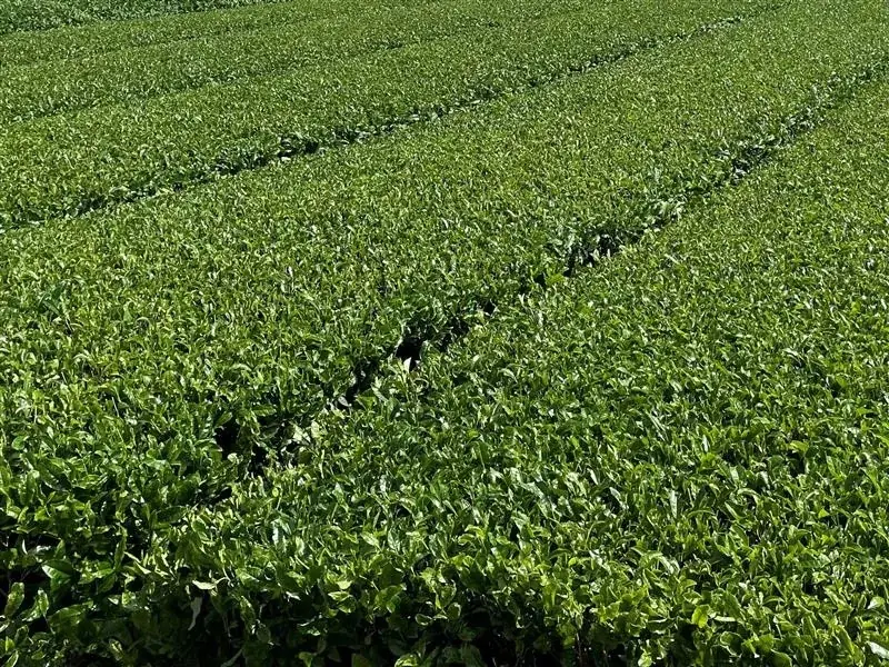 ハーゲンダッツの和紅茶フレーバーがセブン‐イレブン限定で登場！「ハーゲンダッツ スペシャリテジャポネ 和紅茶バタークリームケーキ」を12月2日（火）から数量限定で順次発売 画像 4