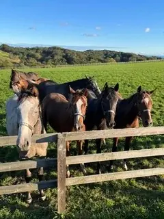 【近鉄百貨店】「2026年 近鉄百貨店限定 スペシャル福袋」 画像 4