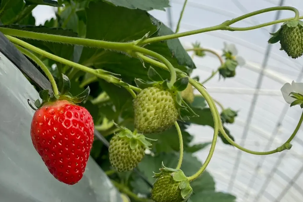 【大阪ステーションホテル、オートグラフ コレクション】冬限定　香り高く、甘く、爽やかさをまとったブランドいちご　空浮（そらうき）いちごアフタヌーンティー　赤く輝くいちご８粒の贅沢パフェも登場 画像 2