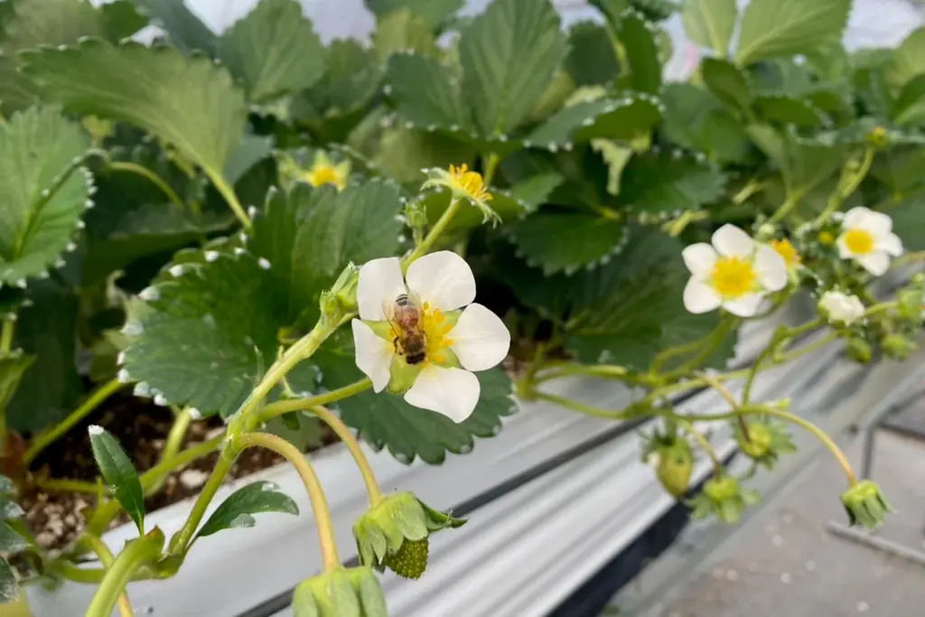 【大阪ステーションホテル、オートグラフ コレクション】冬限定　香り高く、甘く、爽やかさをまとったブランドいちご　空浮（そらうき）いちごアフタヌーンティー　赤く輝くいちご８粒の贅沢パフェも登場 画像 3