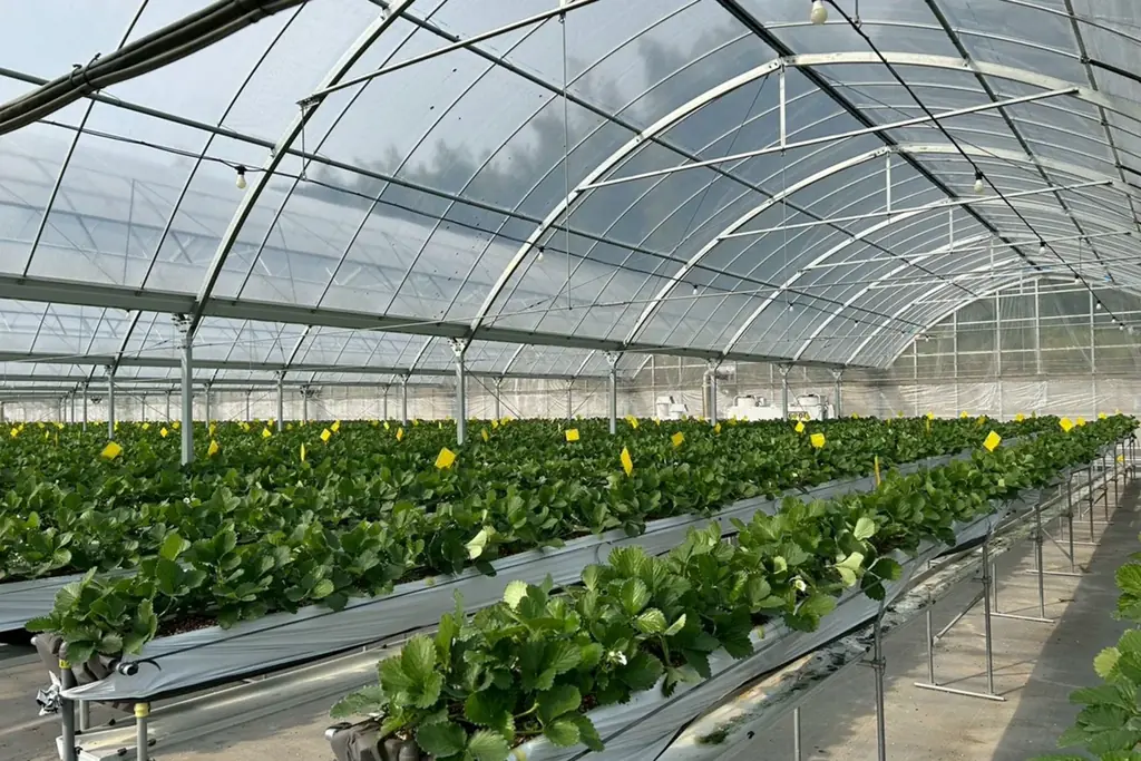 【大阪ステーションホテル、オートグラフ コレクション】冬限定　香り高く、甘く、爽やかさをまとったブランドいちご　空浮（そらうき）いちごアフタヌーンティー　赤く輝くいちご８粒の贅沢パフェも登場 画像 4