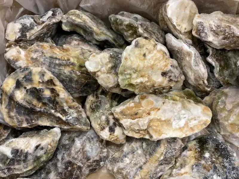 世界が求める“日本の海の恵み” ― 水産物輸出の最前線が幕張メッセに集結 画像 3