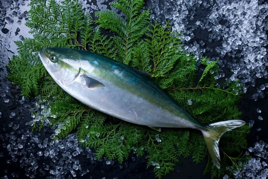 世界が求める“日本の海の恵み” ― 水産物輸出の最前線が幕張メッセに集結 画像 5