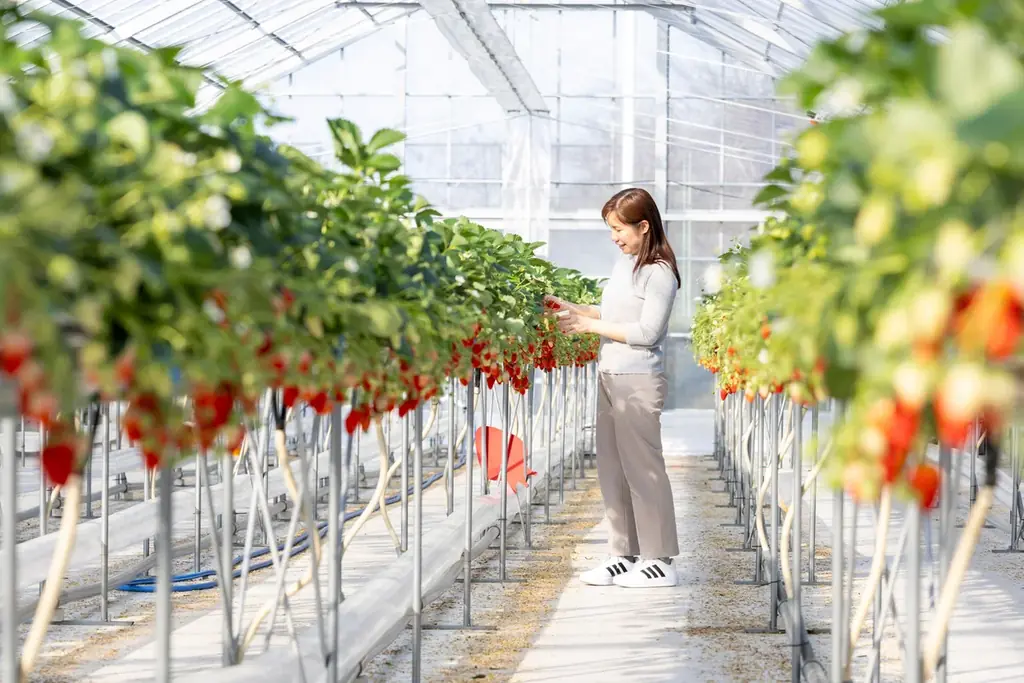 12月1日予約開始　メルキュールのいちご女子旅プラン