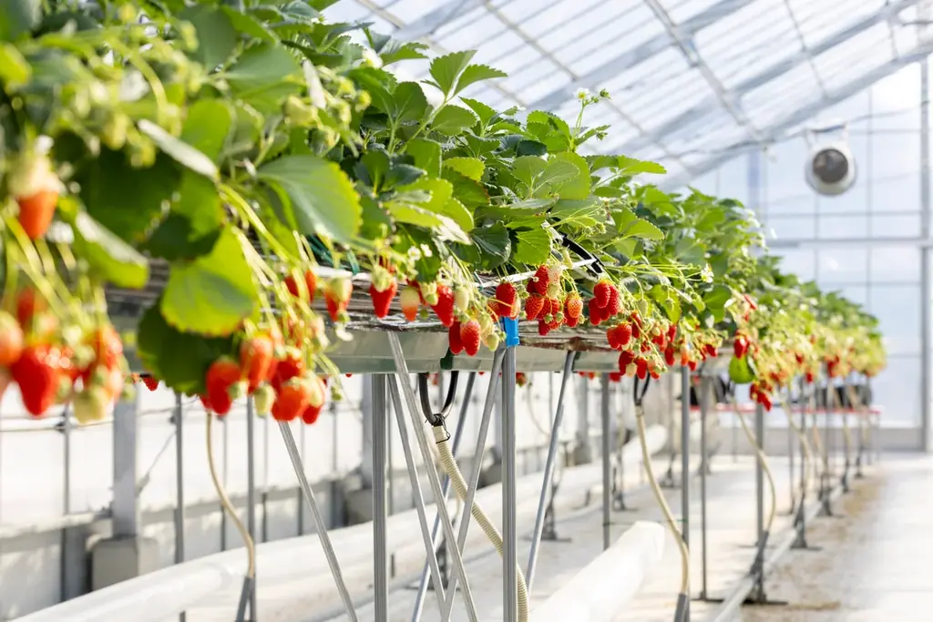 ホテル自家農園でいちご狩り、スイーツなどいちごを存分に楽しむオールインクルーシブステイ「Mercure いちご女子旅」プランの予約受付を2025年12月1日に開始【メルキュール京都宮津リゾート&スパ】 画像 2