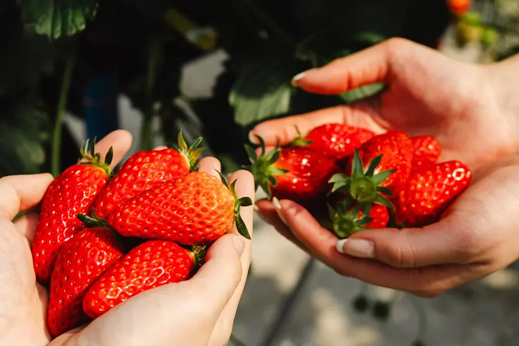 ホテル自家農園でいちご狩り、スイーツなどいちごを存分に楽しむオールインクルーシブステイ「Mercure いちご女子旅」プランの予約受付を2025年12月1日に開始【メルキュール京都宮津リゾート&スパ】 画像 3