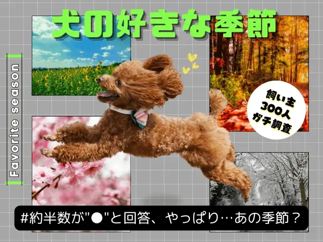 犬の好きな季節調査