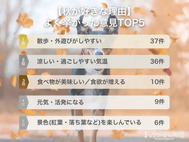 【飼い主300人に調査】犬の好きな季節、約半数が●を選択！愛犬のウキウキエピソードに共感の嵐！ 画像 6