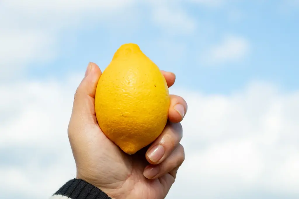 【数量限定！売切れ御免！】6秒に1個売れる”幻のレモンケーキ”『パール洋菓子店 自由が丘』から初穫れ「パールの完熟レモン」を期間限定販売！ 画像 2