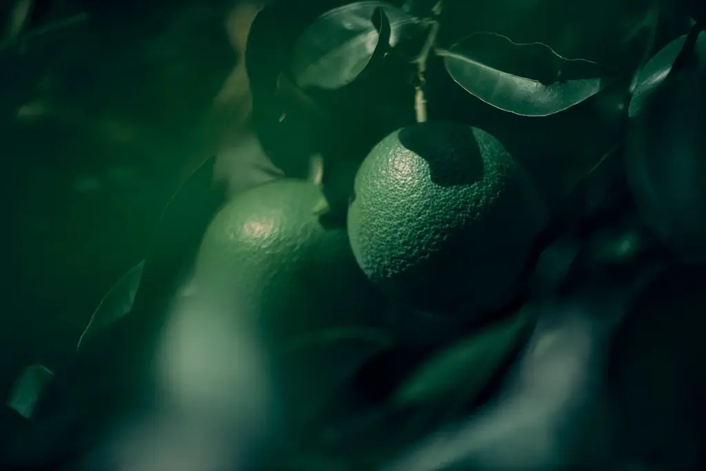 【新製品】「AODAIDAI(青橙)」 熱海の季節を閉じ込めたSEACLIFF初のSEASONAL EDITION 画像 2