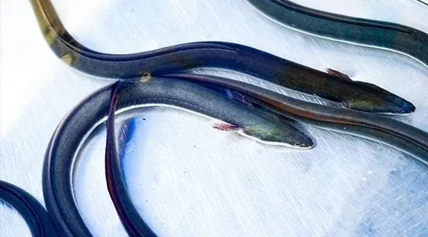 ブランド開始から4年目　話題の鰻専門店『鰻の成瀬』 タイ初出店プロンポン店11月29日オープン 画像 5