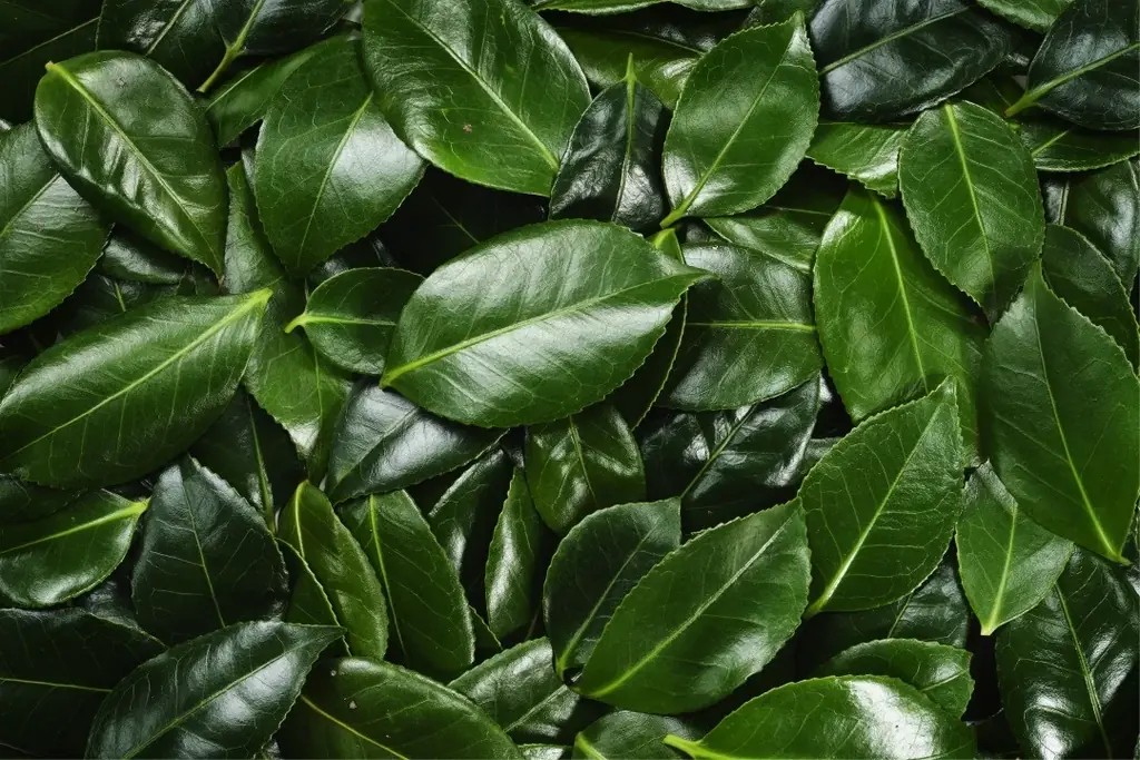 【五島の椿】椿の葉の“浸透保湿成分※1”が角質層までしっとりうるおす自然由来100%※2「 椿の葉 保湿水 フェイスマスク」2025年12月1日(月)新発売 画像 2