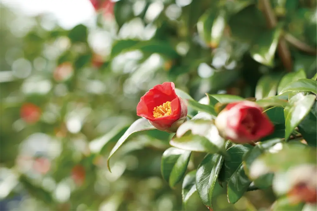 【五島の椿】椿の葉の“浸透保湿成分※1”が角質層までしっとりうるおす自然由来100%※2「 椿の葉 保湿水 フェイスマスク」2025年12月1日(月)新発売 画像 3