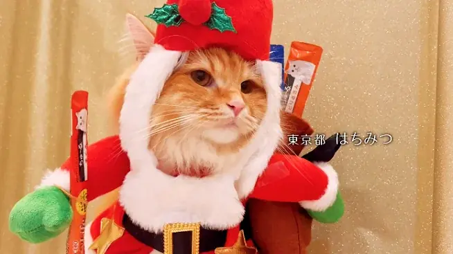 いなばペットフード　全国の猫ちゃんが登場！「ちゅ～る」クリスマスTVCM動画を公開 画像 10