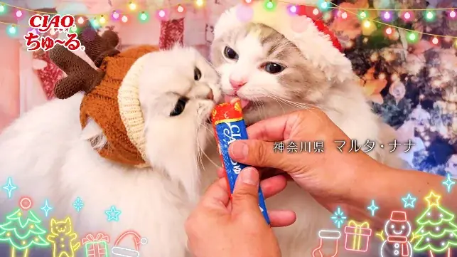 いなばペットフード　全国の猫ちゃんが登場！「ちゅ～る」クリスマスTVCM動画を公開 画像 2