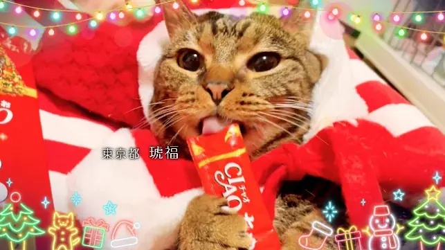 いなばペットフード　全国の猫ちゃんが登場！「ちゅ～る」クリスマスTVCM動画を公開 画像 3