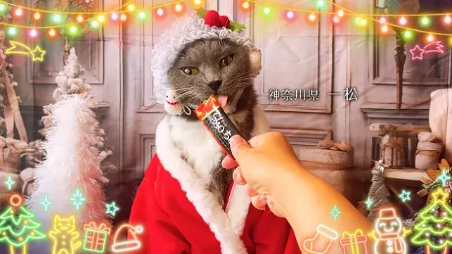 いなばペットフード　全国の猫ちゃんが登場！「ちゅ～る」クリスマスTVCM動画を公開 画像 4