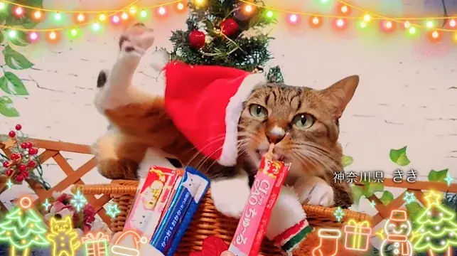 いなばペットフード　全国の猫ちゃんが登場！「ちゅ～る」クリスマスTVCM動画を公開 画像 5