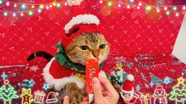 いなばペットフード　全国の猫ちゃんが登場！「ちゅ～る」クリスマスTVCM動画を公開 画像 7