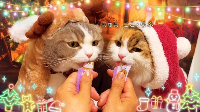 いなばペットフード　全国の猫ちゃんが登場！「ちゅ～る」クリスマスTVCM動画を公開 画像 8