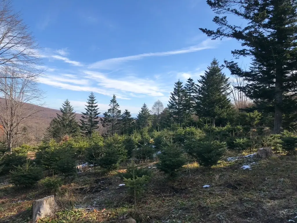 再エネ100％電力のサステナブルなクリスマスツリーも登場。日比谷花壇 日比谷公園本店で極上のバラとペーパーアートが織りなす「ローズ・ノエル」インスタレーションが12月1日から開催。 画像 14