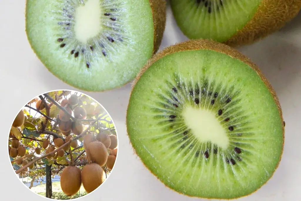 【岐阜県関市ふるさと納税】関市の特産品「ほらどキウイ」をモチーフにしたつまみ細工のブローチが登場！ 画像 2