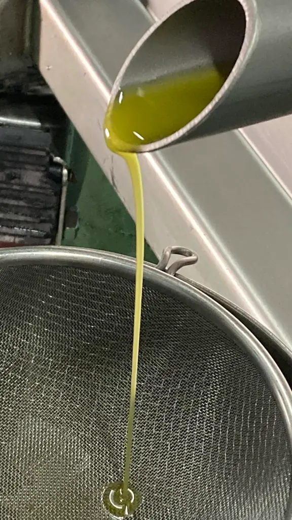 季節限定発売　世界で一番美味しいオリーブオイルを目指した「エキストラバージンオリーブオイルうしまどスペリオル」12月1日（月）発売 画像 2