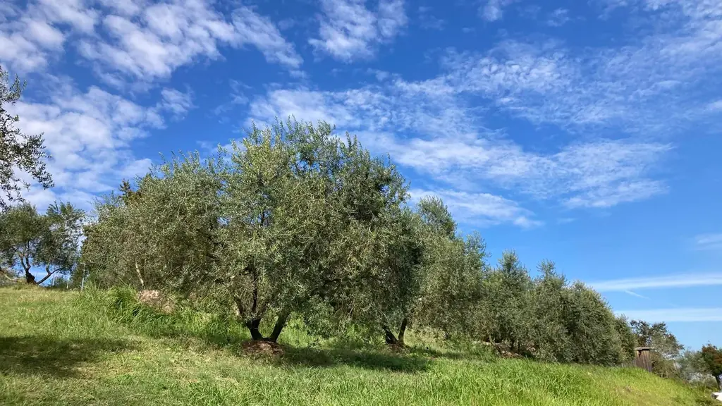 季節限定発売　世界で一番美味しいオリーブオイルを目指した「エキストラバージンオリーブオイルうしまどスペリオル」12月1日（月）発売 画像 4