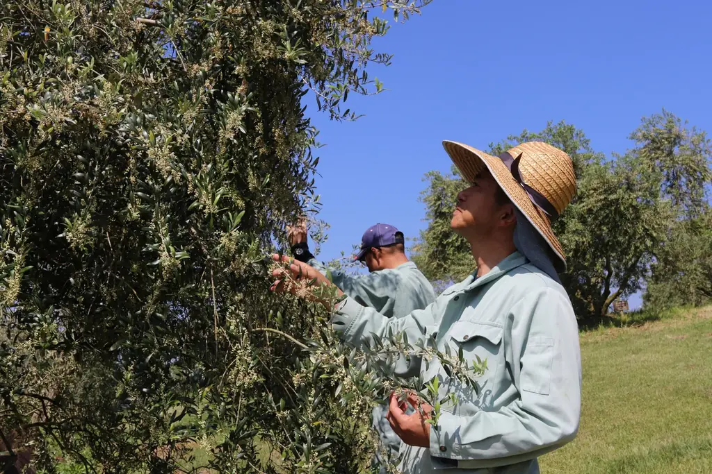 季節限定発売　世界で一番美味しいオリーブオイルを目指した「エキストラバージンオリーブオイルうしまどスペリオル」12月1日（月）発売 画像 5