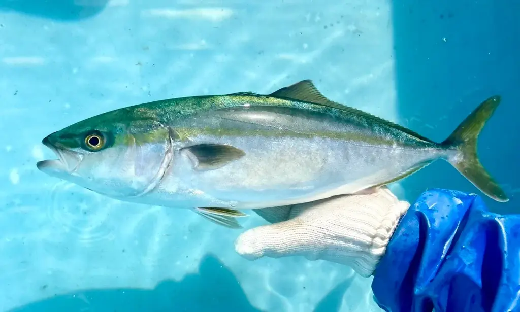 F&LC×拓洋の共同出資会社（JV）マリンバース　　2025年「ブリ人工種苗」初出荷、今夏の高水温期も順調に成育　　ー天然資源の保護と安定調達の実現へー 画像 1