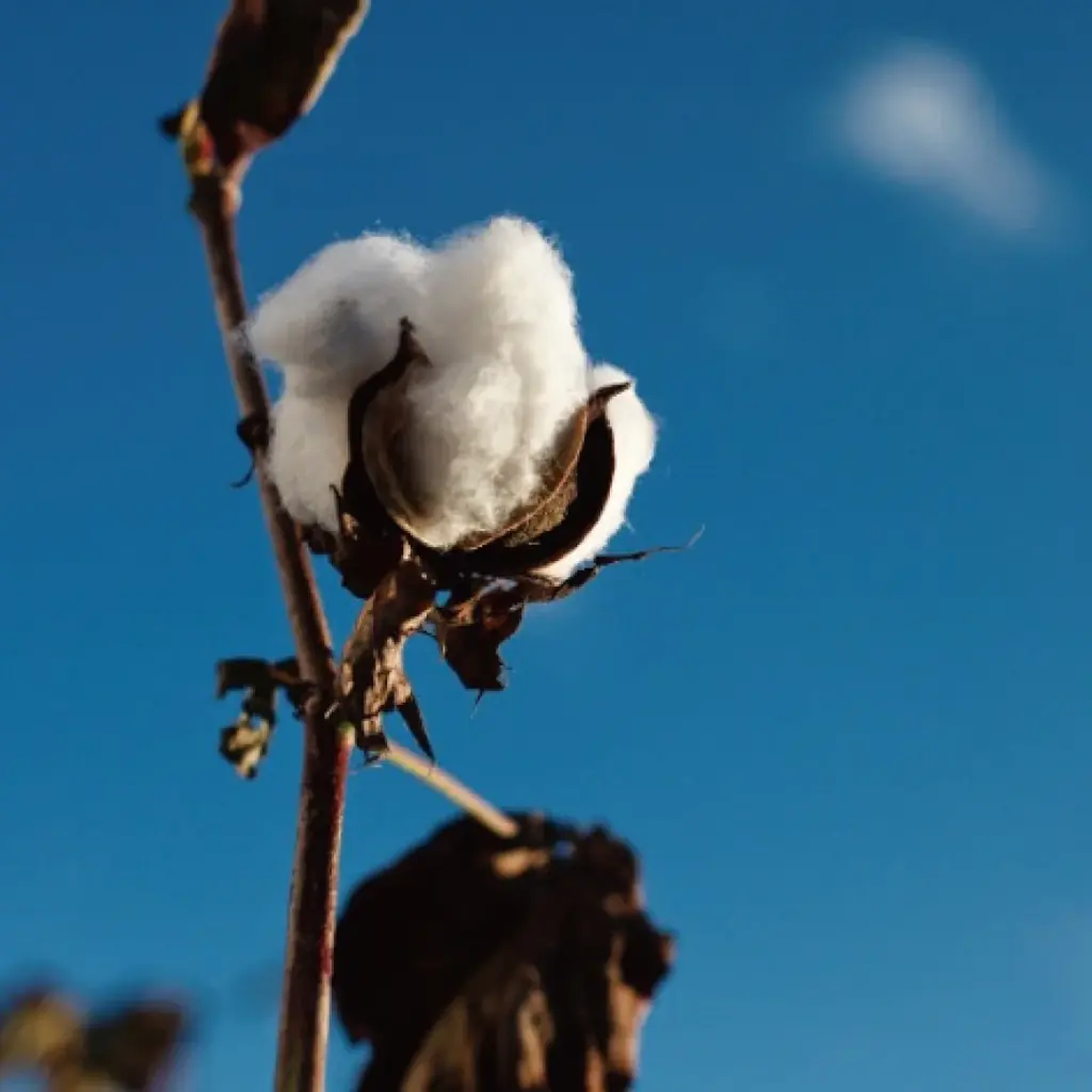 エドウイン原宿店9周年限定「大日本ジーンズ」発売 画像 2