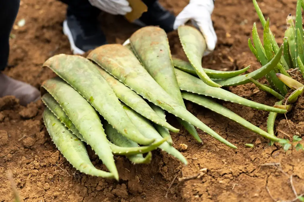 沖縄発スキンケアブランド “SuiSavon-首里石鹸-”、一年に一度の特別な「クリスマスコフレ」キャンペーンを開始！ 画像 5