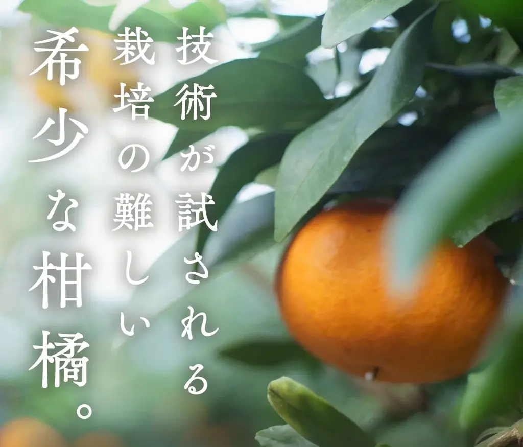 【数量限定×特別価格】愛媛の“冬の女王”をサステナブル栽培で育てた最高級柑橘『浜ノまどんな』（別名“紅まどんな”）が産地直送でEC限定販売！ 画像 4