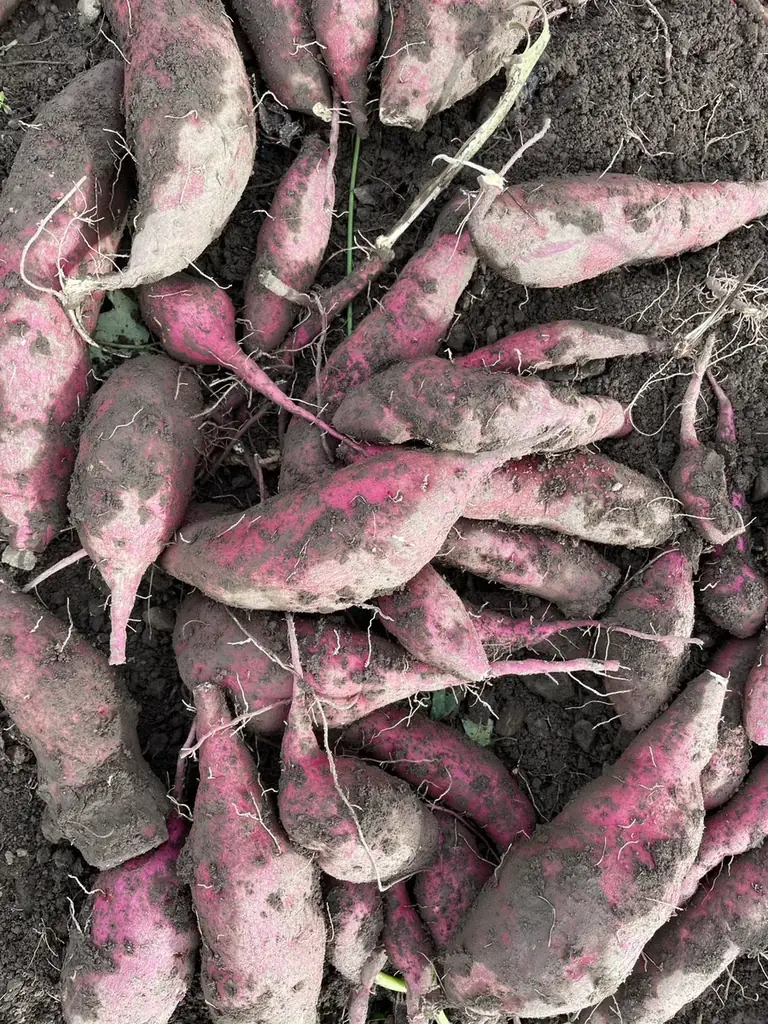 【12/19～12/21】津野町どっぷりイルミナイト2025を開催！ 画像 9